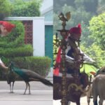 PM-Modi-Animal-Love